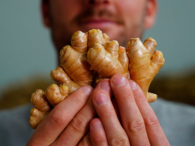 Organic ginger harvest